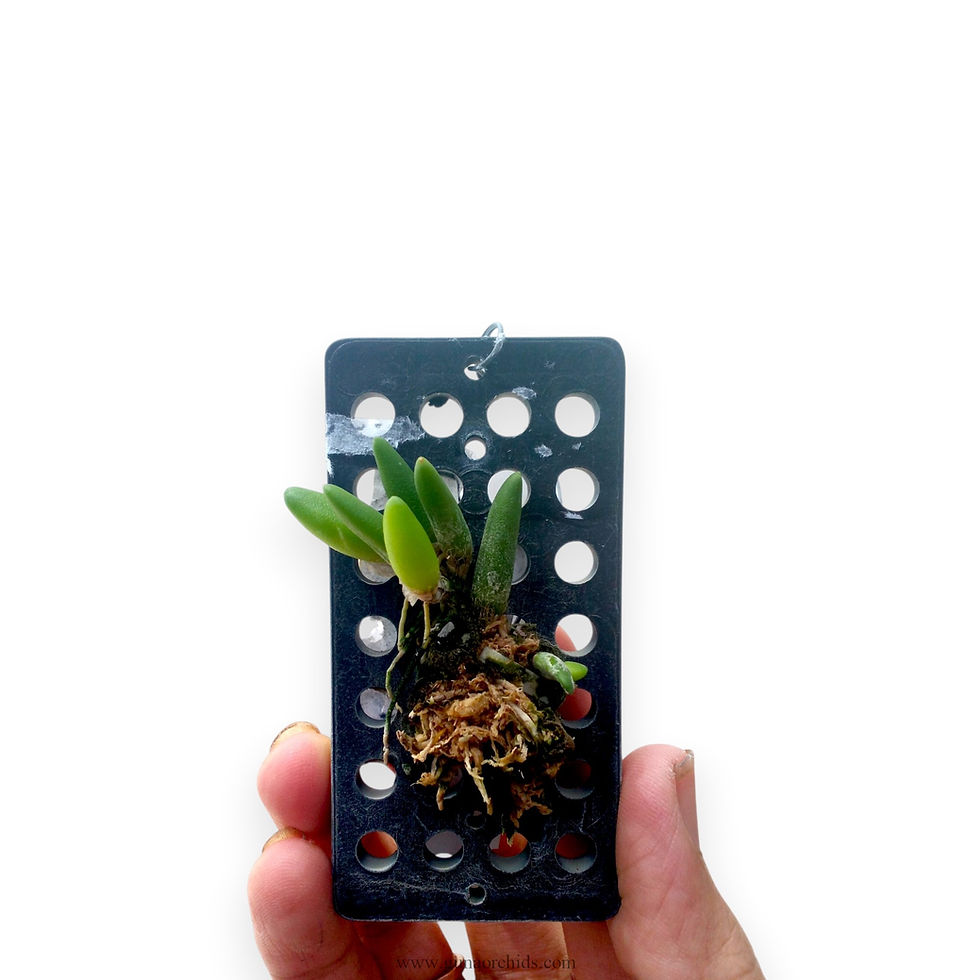 Thumbnail: buy dendrobium lichenastrum orchid plant online