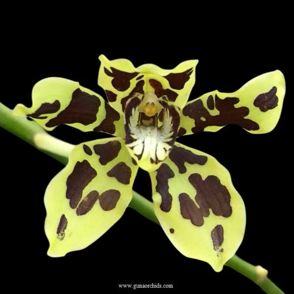 buy grammatophyllum pakkret leo 'sabre' orchid online