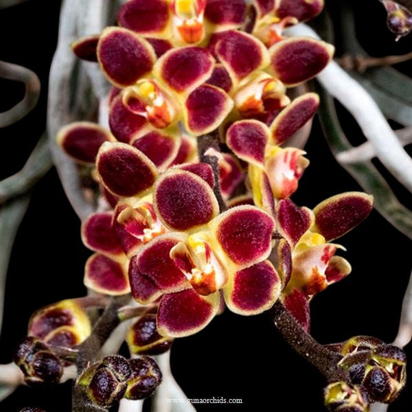 Thumbnail: buy chiloschista lunifera orchid online