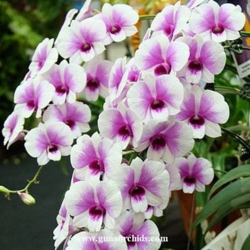 Buy Dendrobium Two Tone Zane MS Orchid Online | Orchid Plants for