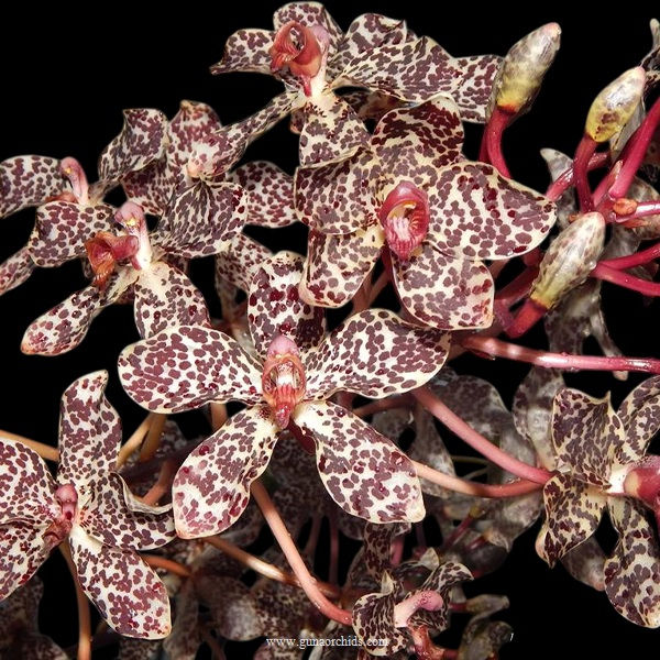 Thumbnail: buy grammatophyllum wallisii orchid online