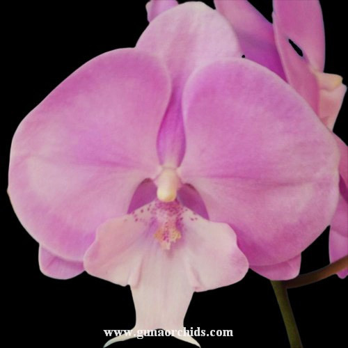 Buy Phalaenopsis Fuller's Dove BS Orchid Online Orchid Plants for