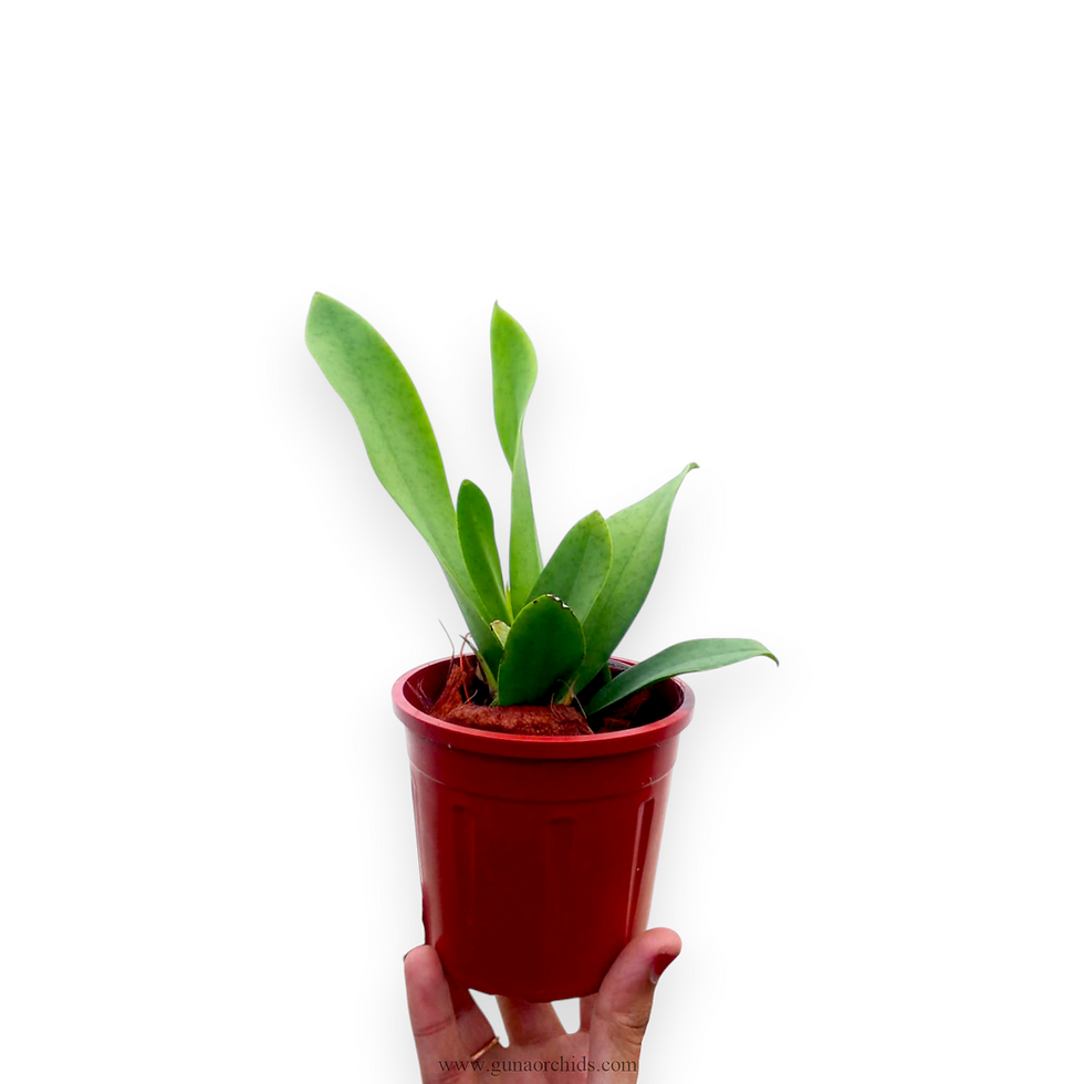 Thumbnail: buy trichocentrum bai pai 'purple' orchid plant online