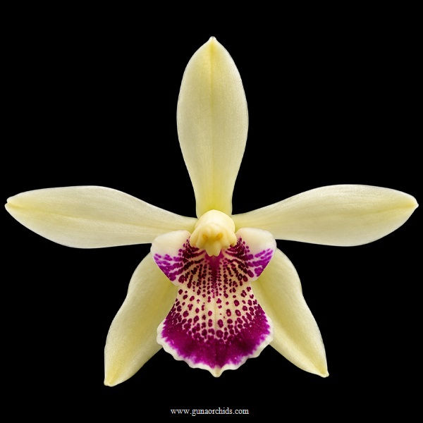 buy paraphaluisia laycockii-primulina orchid online