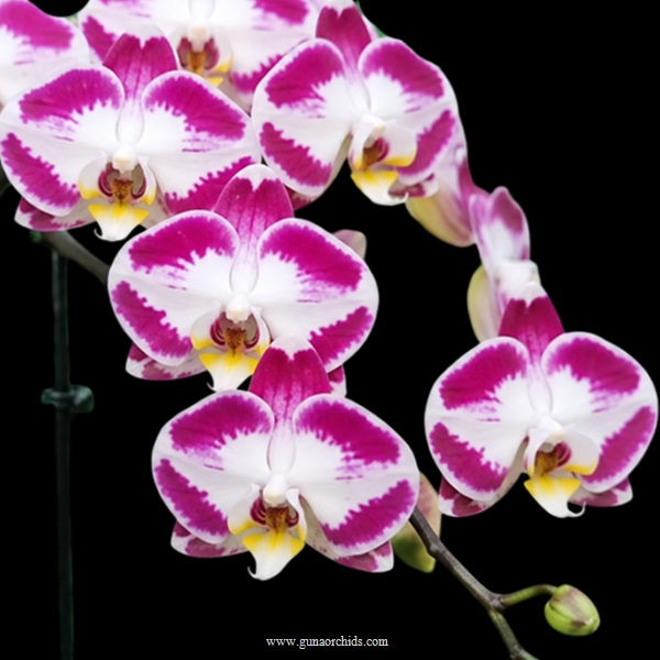 buy phalaenopsis vivida orchid online