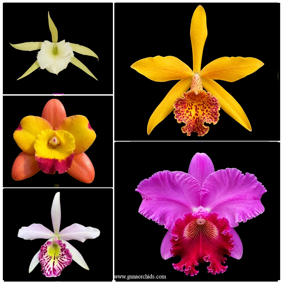buy cattleya ss 5 pack combo orchid online