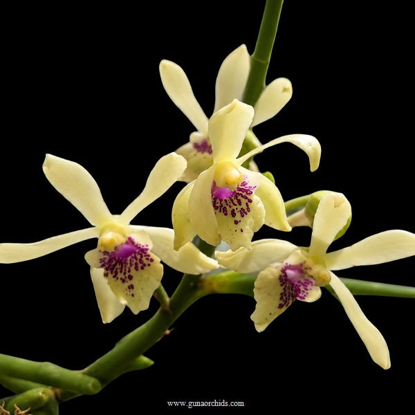 buy paraphaluisia laycockii-primulina orchid online