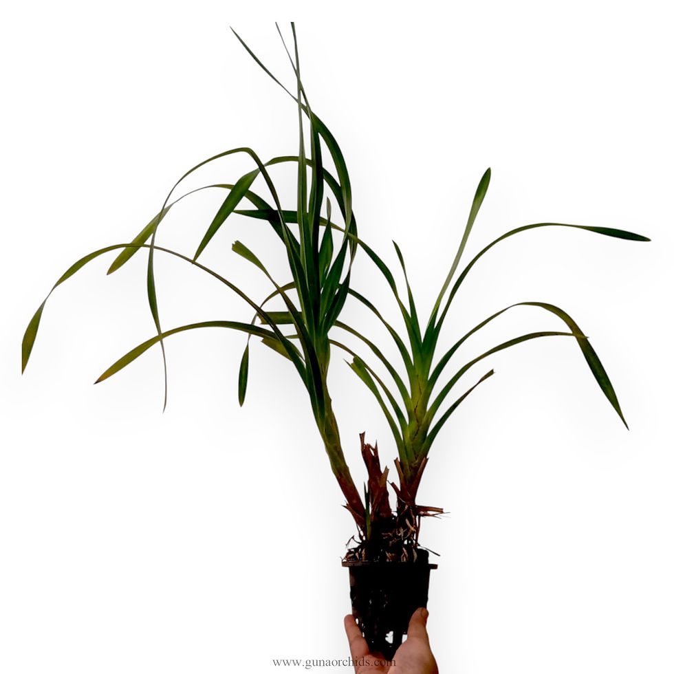 Thumbnail: buy grammatophyllum wallisii orchid plant online