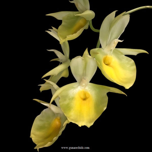 Thumbnail: buy catasetum pileatum green orchid online