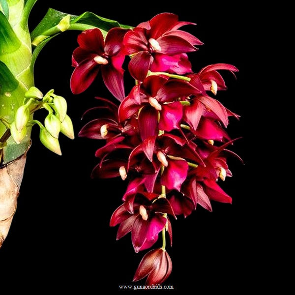 Thumbnail: buy cycnodes wine delight orchid online