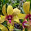 Thumbnail: Dendrobium Surya Gold MS