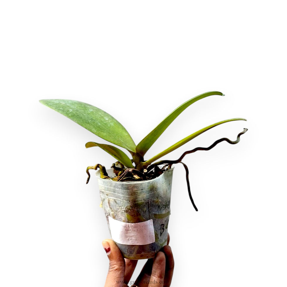 Thumbnail: Phalaenopsis I-Hsin Yellow Leopard BS