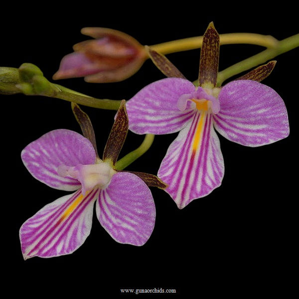 Thumbnail: buy tetramicra canaliculata orchid online
