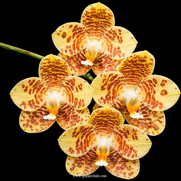 buy phalaenopsis chienlung gigan cherry orchid online