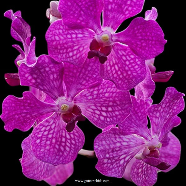 buy vanda ruby prince x mimi palmer x thongchai orchid online