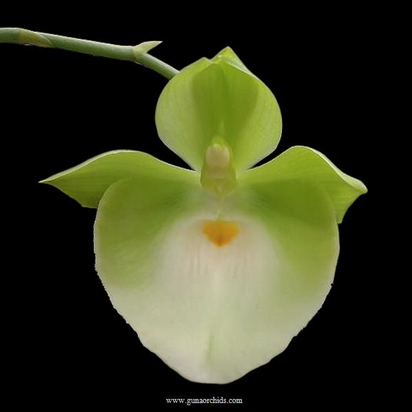 buy catasetum pileatum green orchid online