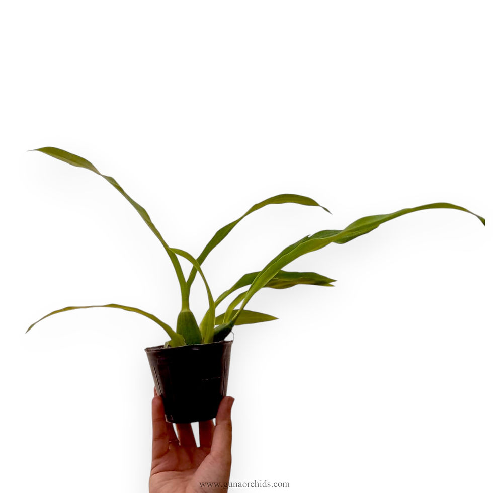 Thumbnail: Zygopetalum Louisendorf 'Rhein Moonlight' BS