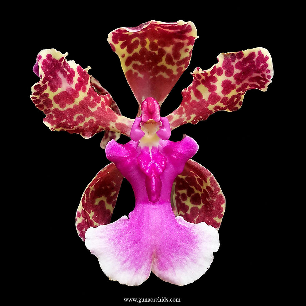 buy trichocentrum bai pai 'purple' orchid online