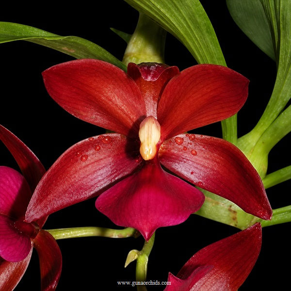 Thumbnail: buy cycnodes wine delight orchid online