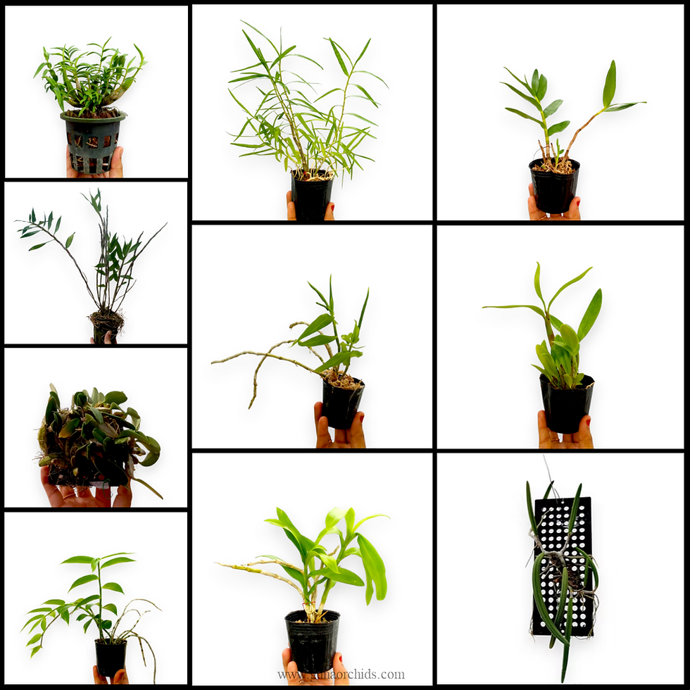 Thumbnail: buy dendrobium species bs 10 pack combo orchid plant online