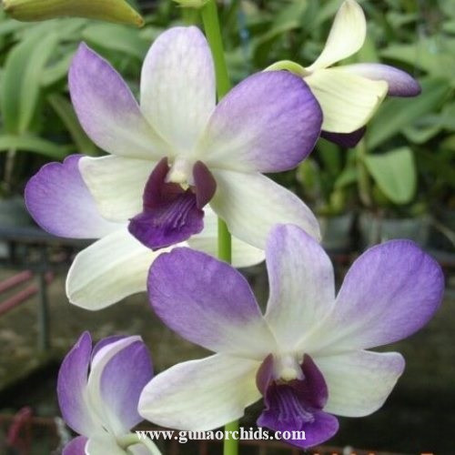 Buy Dendrobium New Aridang Blue MS Orchid Online | Orchid Plants for