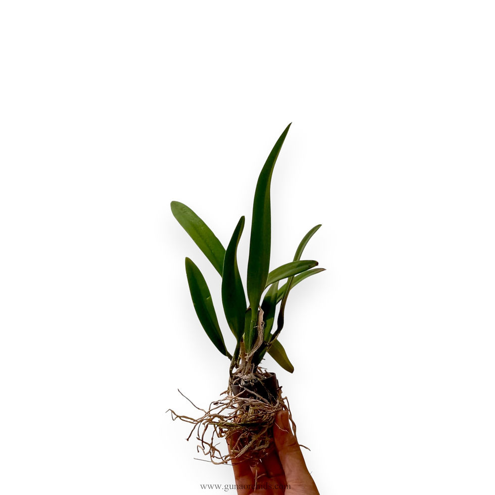 buy brassocatanthe little mermaid orchid plant online