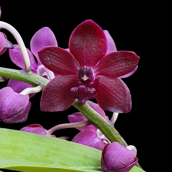 Thumbnail: buy vandachostylis sri-siam orchid online