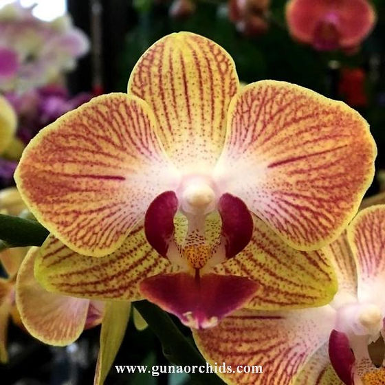 Buy Phalaenopsis Fuller's Gold Stripe BS Orchid Online | Orchid
