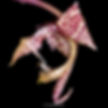 buy gongora grossa orchid online