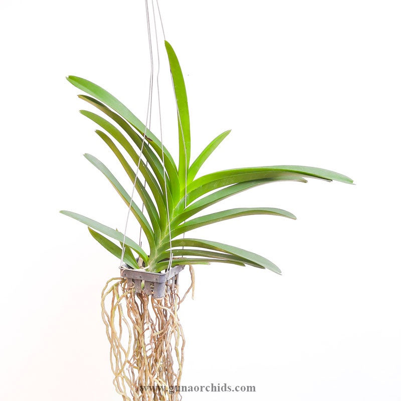 buy vanda boonserm delight orchid plant online