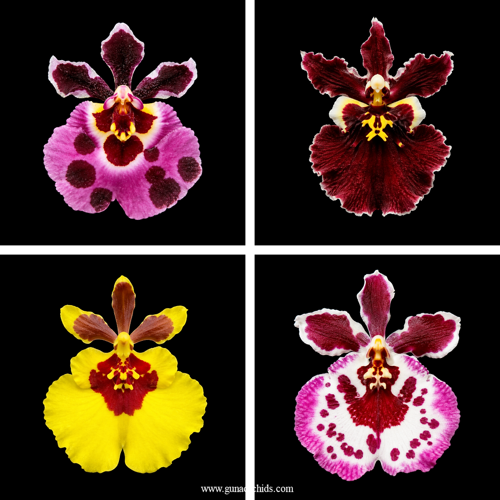 buy tolumnia bs 4 pack combo orchid online