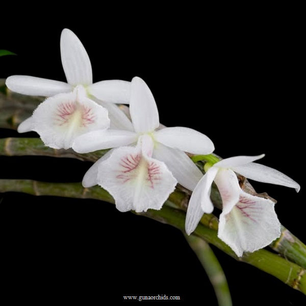 Thumbnail: buy dendrobium cretaceum orchid online