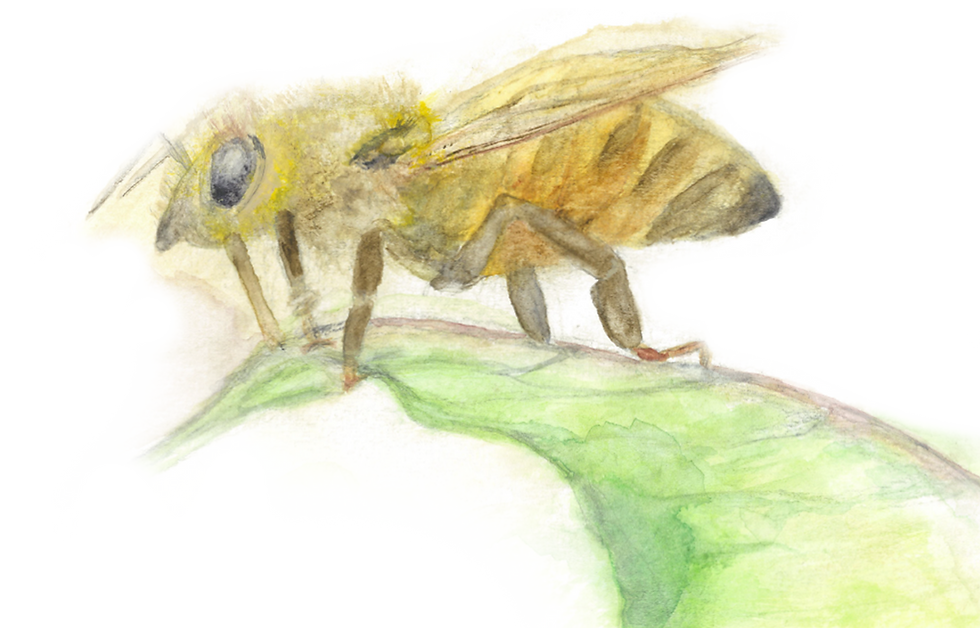 Bee (2).png