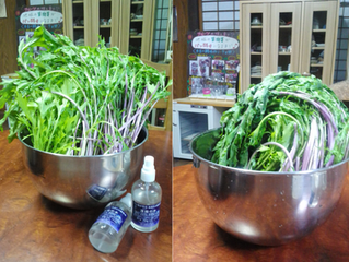 酵母水に水菜を漬けおいた画像