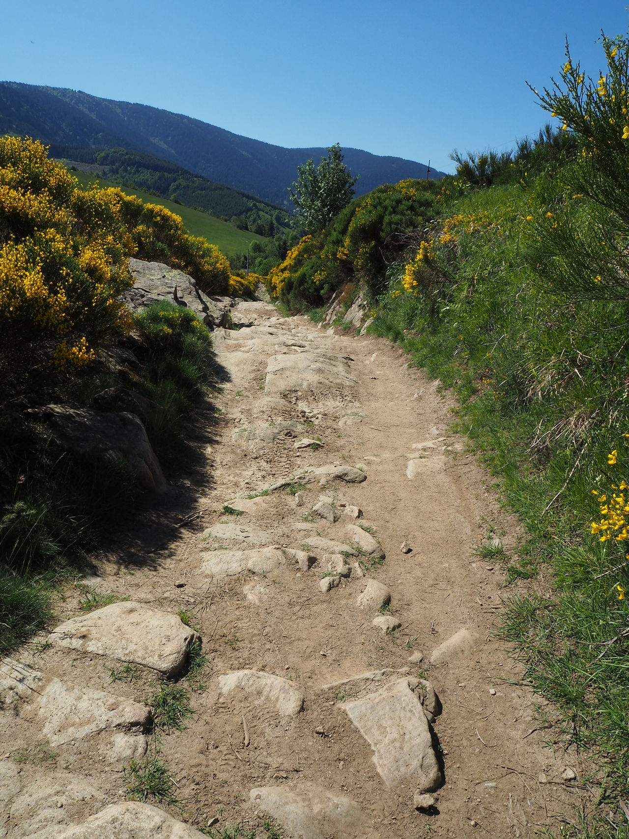 chemin muletier