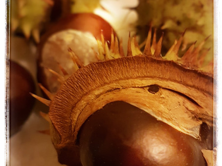 Dix raisons de ramasser des marrons en automne !