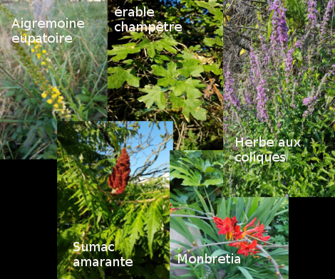 mon herbier du 8 juillet avec Pl@ntnet