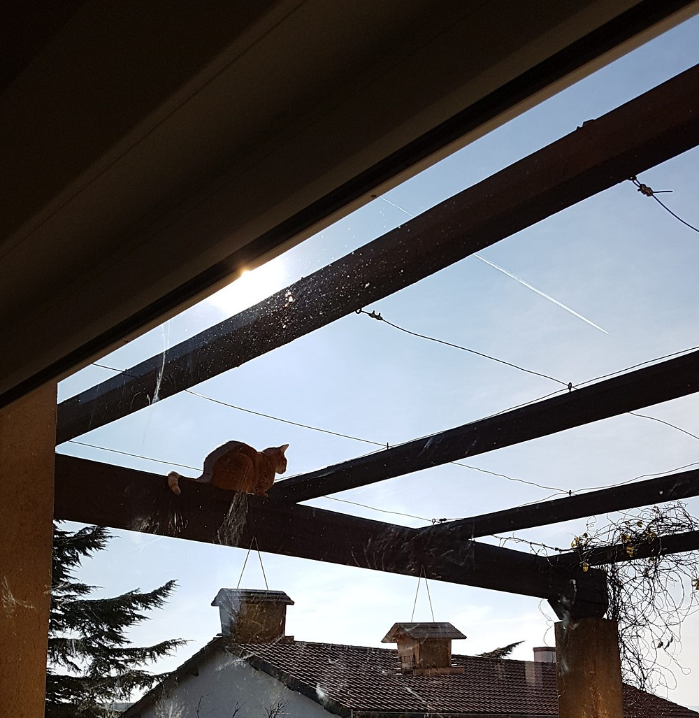 chat guettant des oiseaux qui ne viennent pas