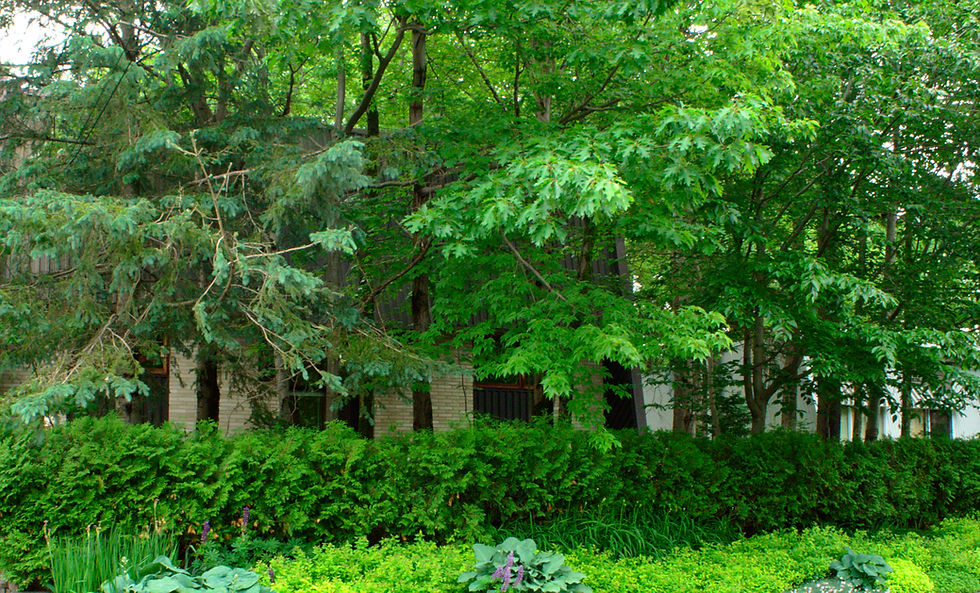 Découvertes printanières en souvenir d'un oiseaulogue de Breakeyville