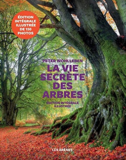 Sylvothérapie, soin de l'âme et du corps. Le petit bois de Montvallon aurait pu devenir un parc.