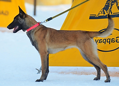 Zheleznaya Burya Ruizhaia Bestia