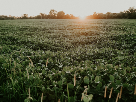 Is Your Next Innovation Growing in the Field Next Door?