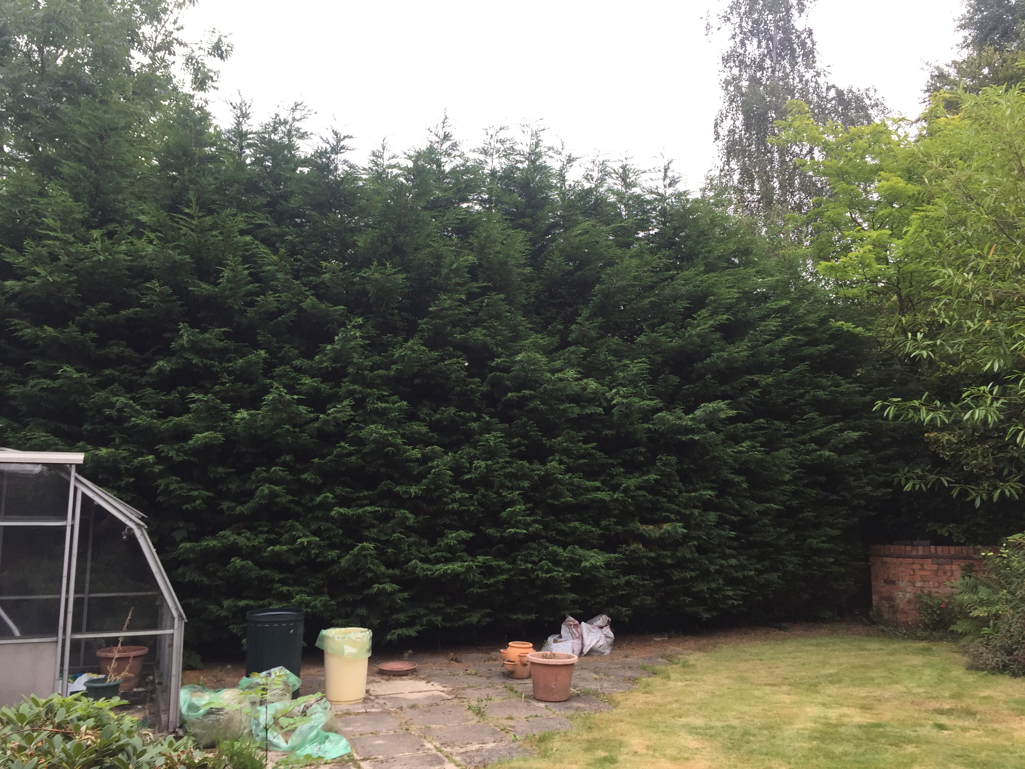 Overgrown conifer hedges