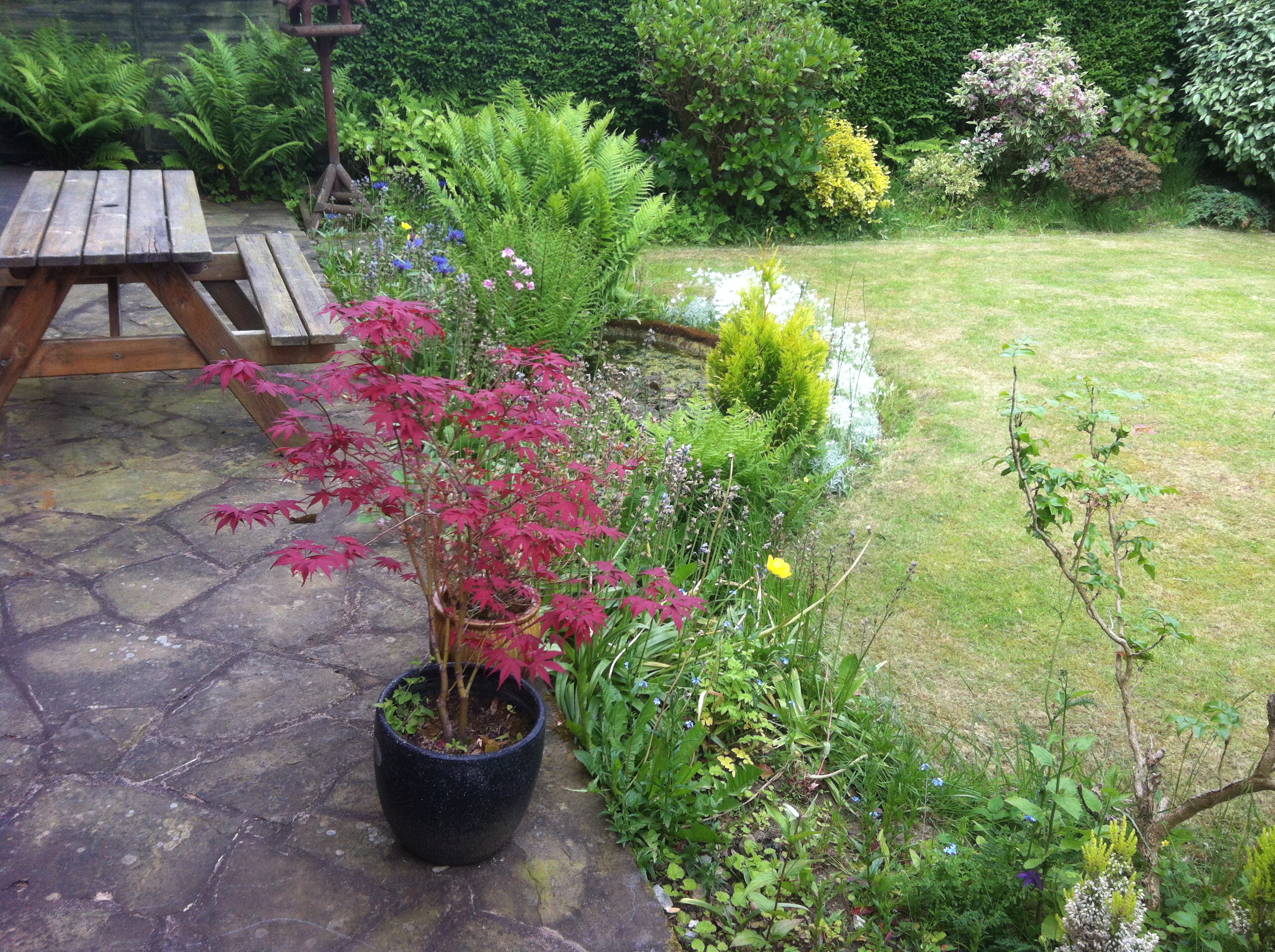 Overgrown garden pond