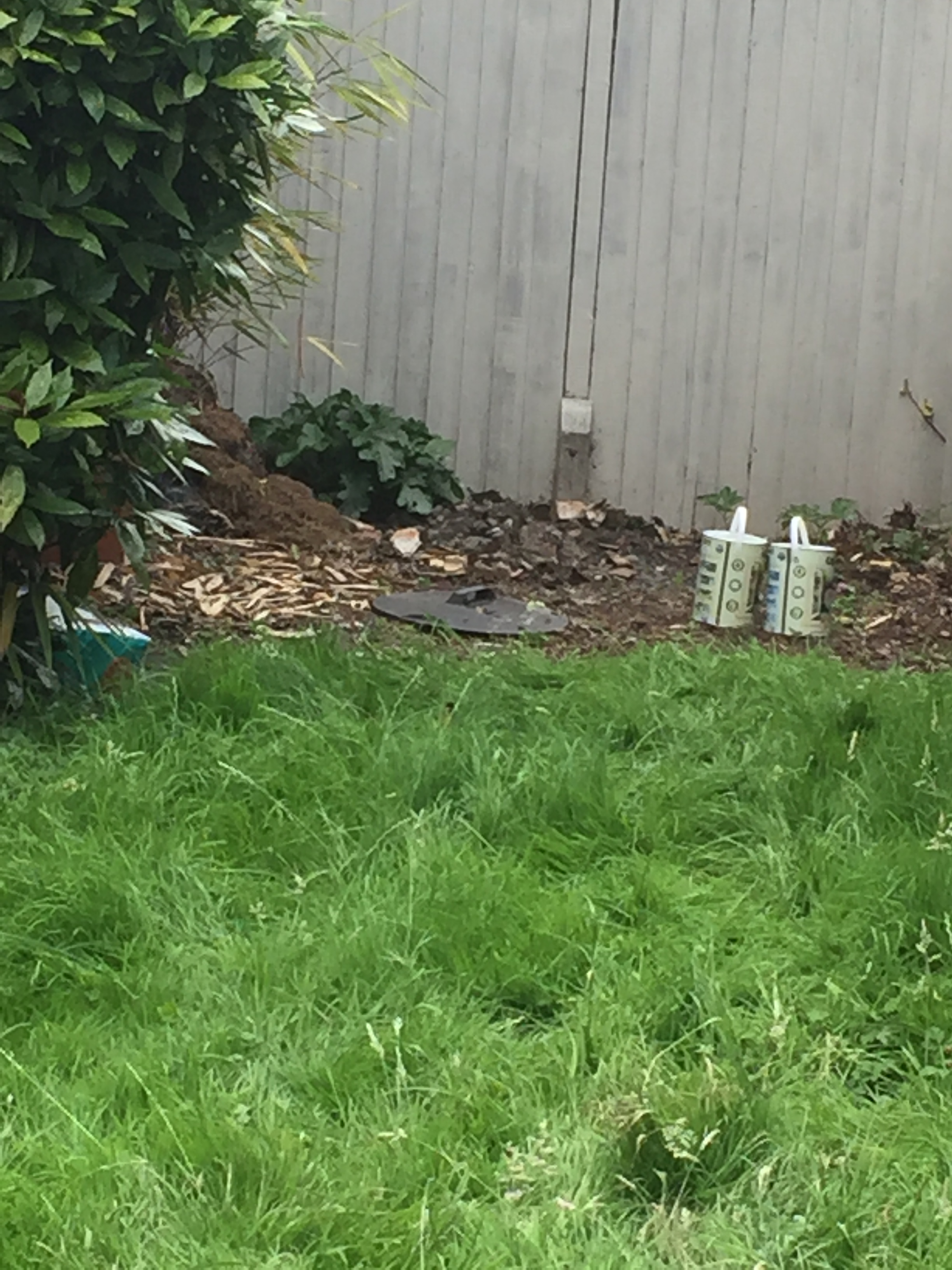 Area was cleared of overgrowth