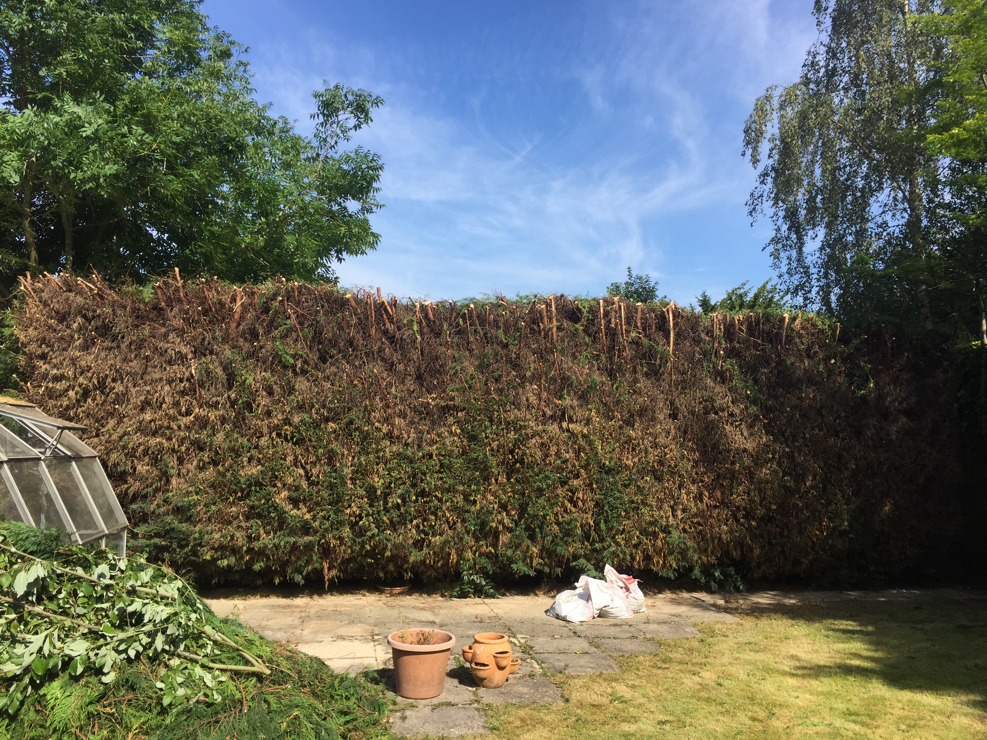 Conifers cut back and lopped tops