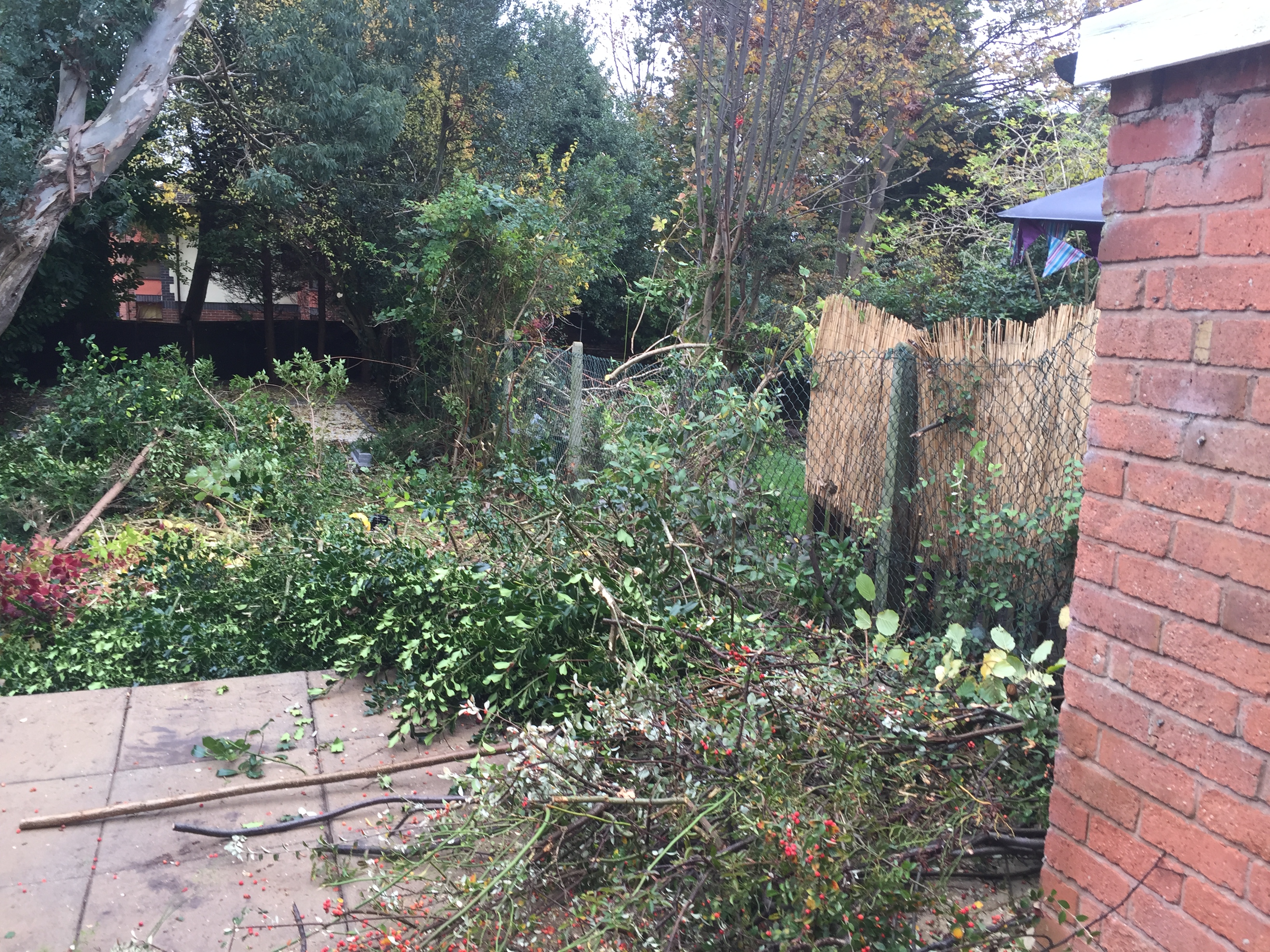 Laurel and berberis hedges cut down
