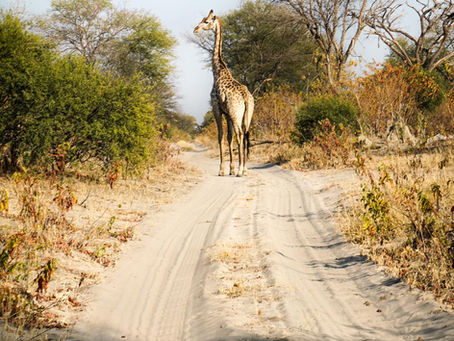 The Famous Deep Sand Crossing Via Savuti
