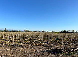 Maitencillo 20 4.jpg