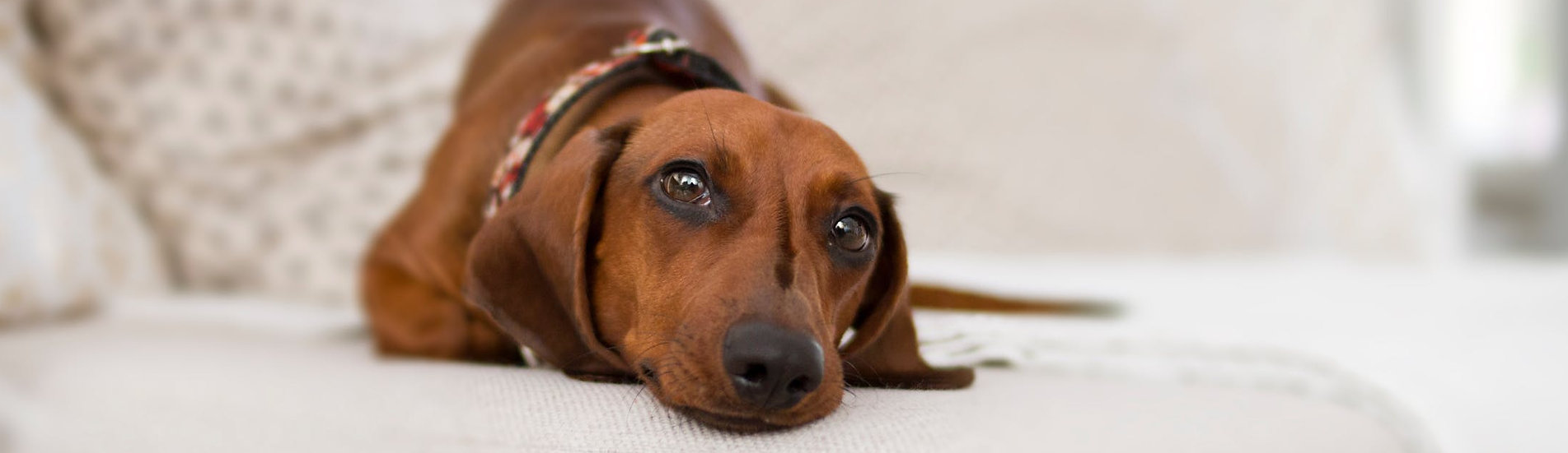 veterinarian ophthalmologist